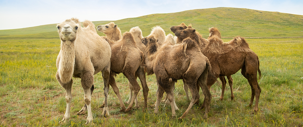 Little Steppe Mongolian Sheep Wool Socks